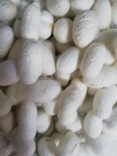 White Dried Cocoon