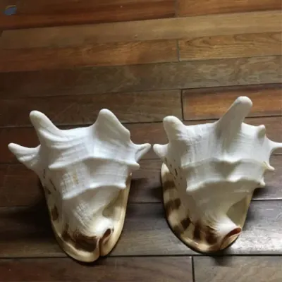 Seashells Helmet Seashell by 99 Gold Data Processing Trading Company Limited