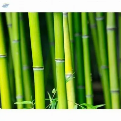 Best Price  Bamboo Pole by 99 Gold Data Processing Trading Company Limited