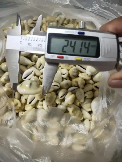 Cowries Shell by 99 Gold Data Processing Trading Company Limited