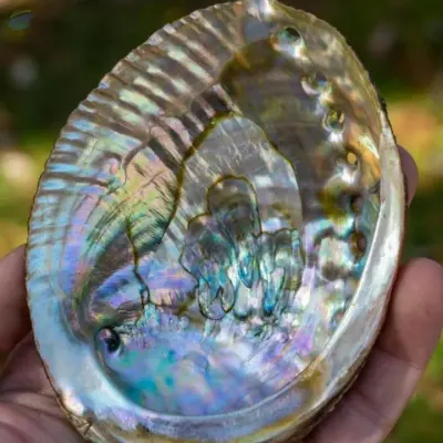 Blue Polished Abalone Shell by 99 Gold Data Processing Trading Company Limited