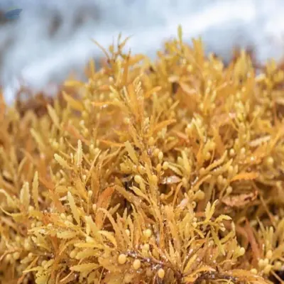 Dried Sargassum Seaweed by 99 Gold Data Processing Trading Company Limited