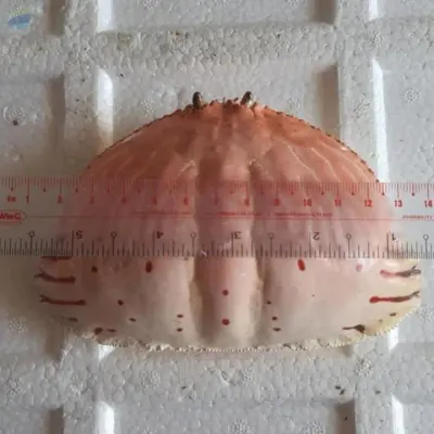 Dried Crab Shell For Foodstuff