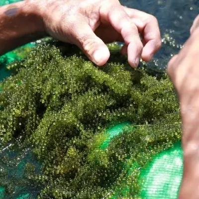 Sea Grapes Vietnam