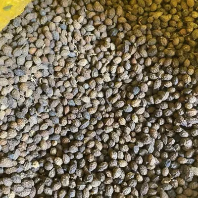 Dried Papaya Seed For Medicine by 99 Gold Data Processing Trading Company Limited