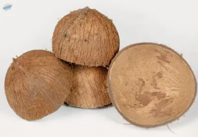 Natural Coconut Shell Best Price From Viet Nam by 99 Gold Data Processing Trading Company Limited