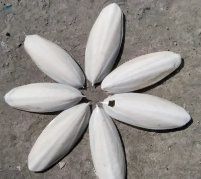 Cuttlefish Bone Best Price And High Quality