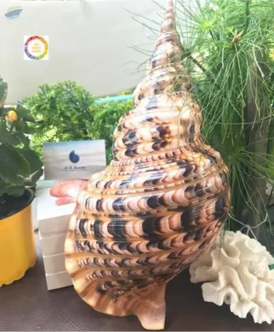 Large Trumpet Trition Shell And Other Seashells by 99 Gold Data Processing Trading Company Limited