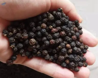 High Quality Dried Black Pepper by 99 Gold Data Processing Trading Company Limited