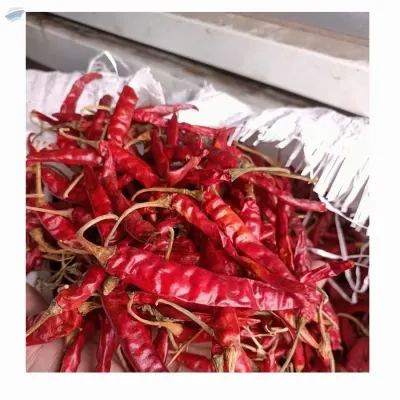 Dried Chillies by 99 Gold Data Processing Trading Company Limited