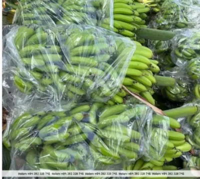 G9 Fresh Banana by 99 Gold Data Processing Trading Company Limited