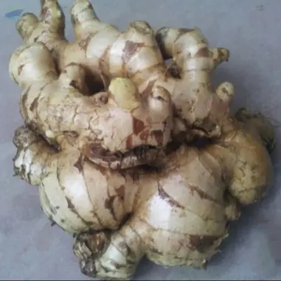 Washed Ginger by 99 Gold Data Processing Trading Company Limited