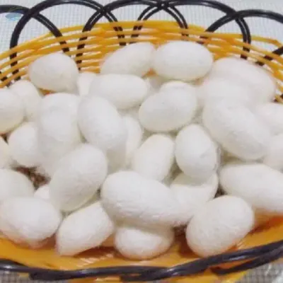 Dried Silk Cocoon by 99 Gold Data Processing Trading Company Limited