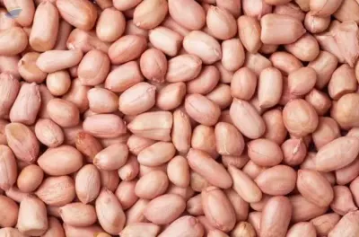 Groundnut by Balaji Minechem