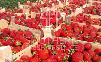 Strawberries by Southern Fresh Produce LLC