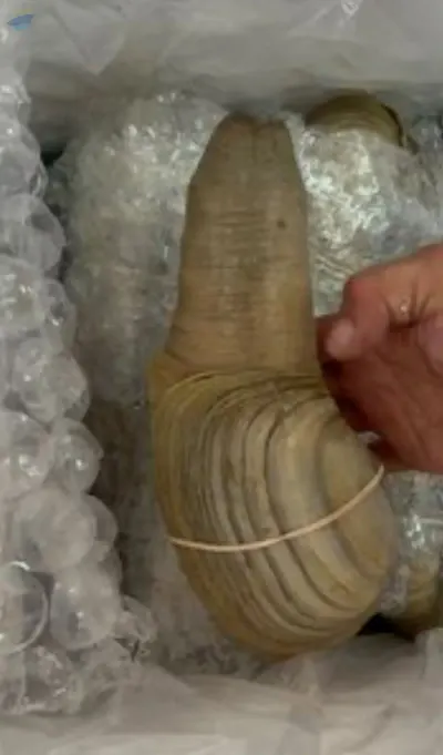 Geoduck