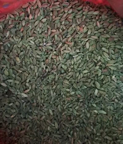 Cardamom Elachi by Southern Fresh Produce LLC