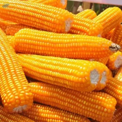 Yellow Corn (Maize) by ANN Kligman LLC