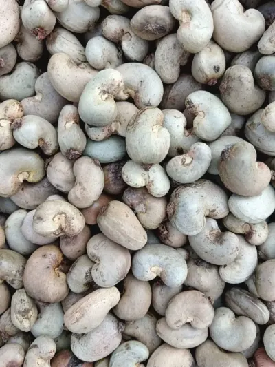 Cashew Nuts by Lukonge International Group