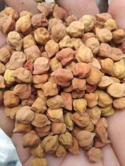 Chickpeas by Lukonge International Group
