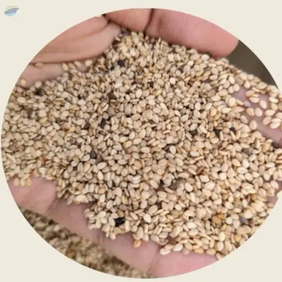Machine Cleaned Sesame Seeds by Commercial Ventures