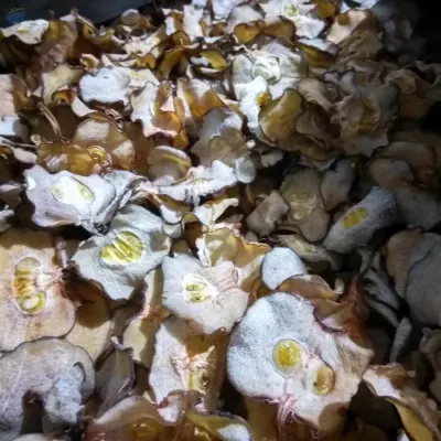 Dried Slice Garcinia Cambogia by PT Agronusa Berkah Jaya