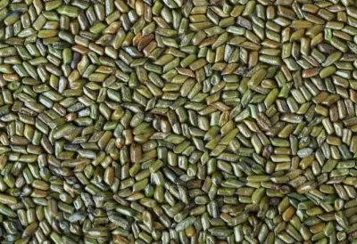 Cassia Tora Seeds by Promakar Flour Mills
