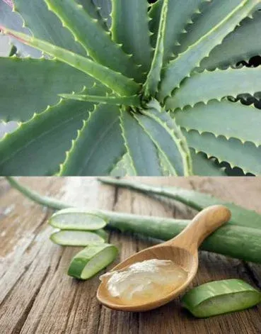 Aloe Vera High Quality by Hang Xanh International Company Limited