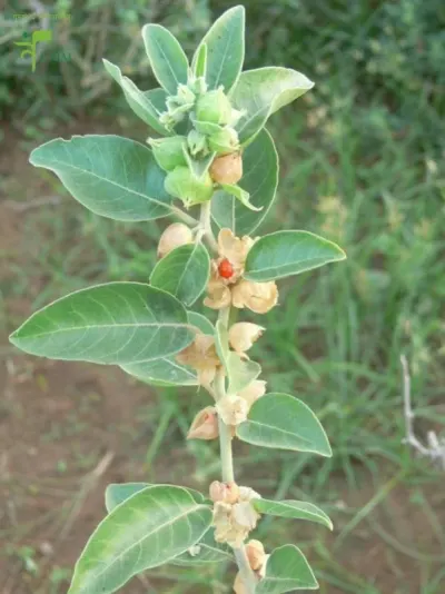 Ashwagandha Powder by Vallabhi Enterprises