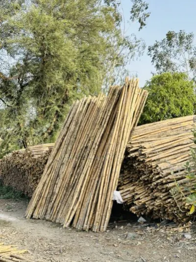 Processed Bamboo Poles Tube High Quality by 99 Gold Data Processing Trading Company Limited