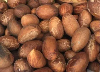 El Nakhla El Jamila Deglet Nour Premium by Ard Al Mostaqbal Foodstuf Trading