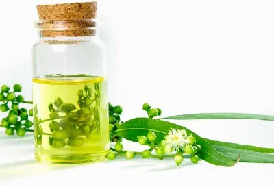 Cashew Nut Oil by Hang Xanh Company Limited
