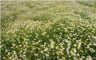 CHAMOMILE OIL & CHAMOMILE by ZE IMPORT EXPORT Company