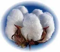 Cotton by Aar Ess Exim Pvt. Ltd.