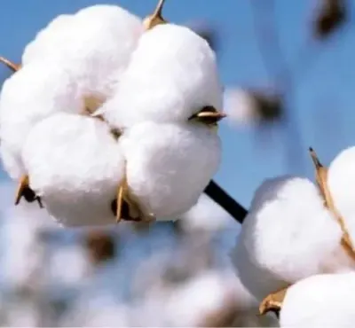 Indian Raw Cotton MCU5 by Bhadrakaali Fibre Pvt Ltd.