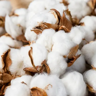 Indian Raw Cotton Shankar-6 by Bhadrakaali Fibre Pvt Ltd.