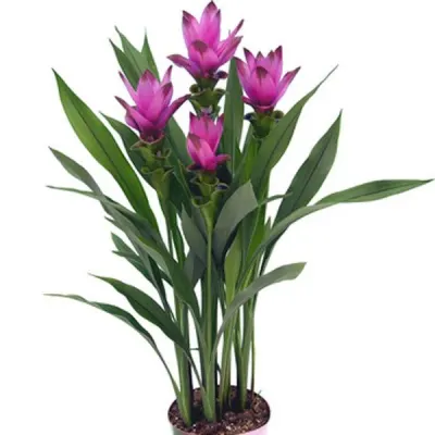 Curcuma Roscoceana by Everest Nursery & Company