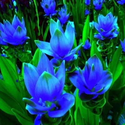 Turmeric Curcuma by Spice Valley Distribution