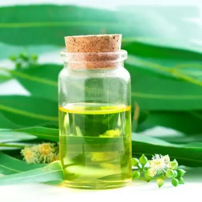 Eucalyptus Oil by Shiv Organics