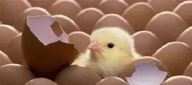 Chicken Eggs by Agrobee Global Trading India Pvt Ltd