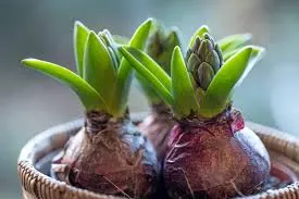 Haemanthus Multiflorus by Everest Nursery & Company