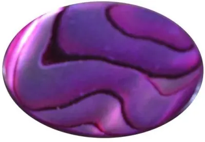Live Chilean Abalone Loco by Agrimar Imp & Exp Ltda