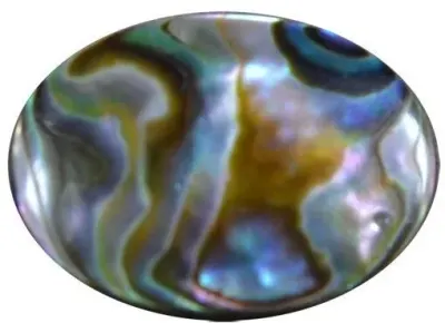Abalone Shells by AD Trading And Manufacturing FZE