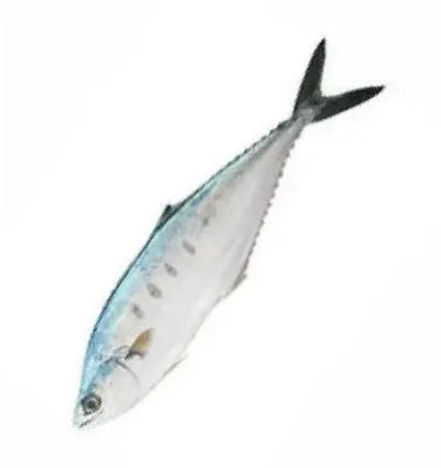 Spanish Mackerel Fish by JX Seafood Limited