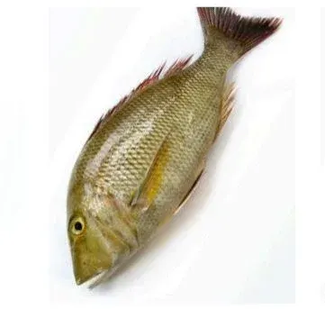 Emperor fish by Aaruran Traders