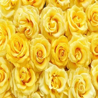 Calendula Petals by Sphinx Herbs Export Co.