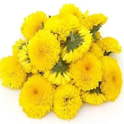 Calendula Flowers by Sphinx Herbs Export Co.