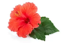 Hibiscus Flowers by Alfa Herbs