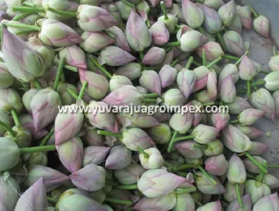 Pink Lotus Absolute by Am Aromatics And Essential Oils Pvt. Ltd.