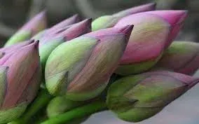 Lotus Flower by T.S. Classique
